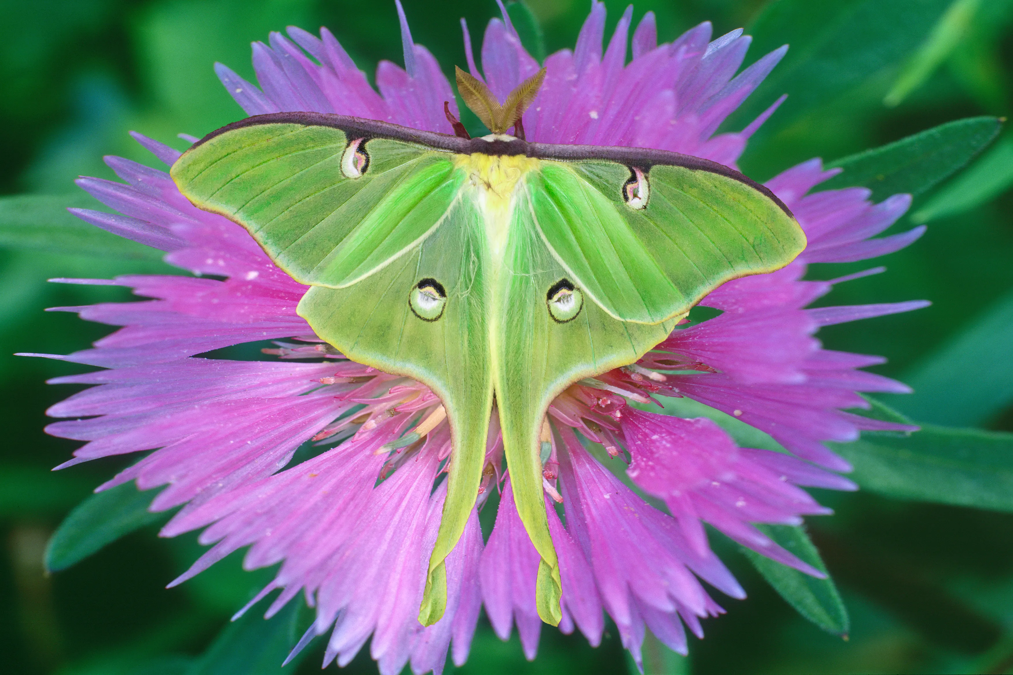 A luna moth resting, wings pale green